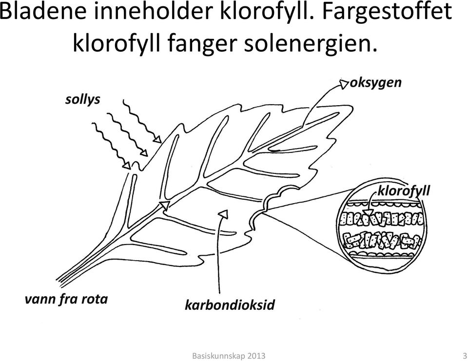 Fargestoffet klorofyll