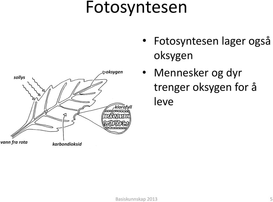 Mennesker og dyr trenger