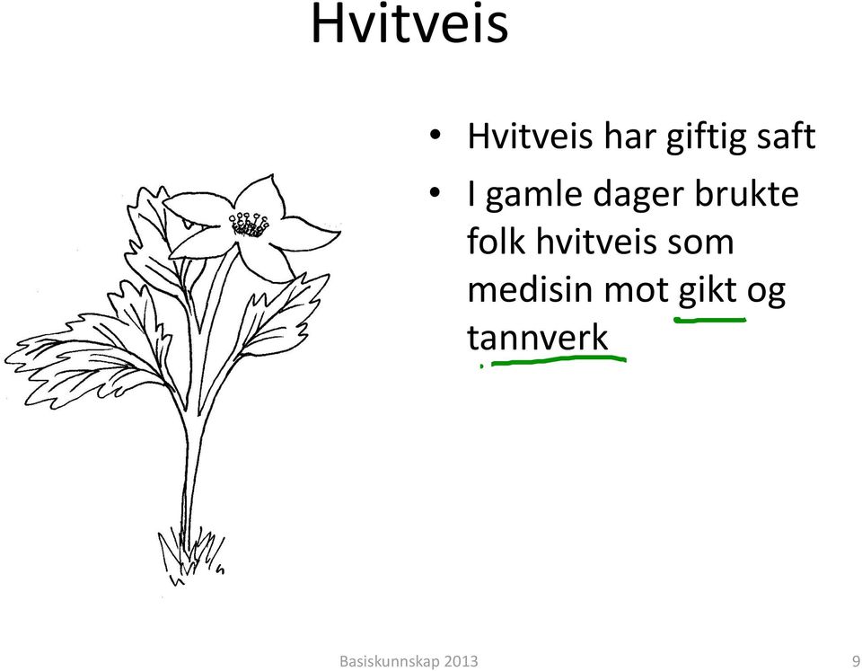 hvitveis som medisin mot gikt