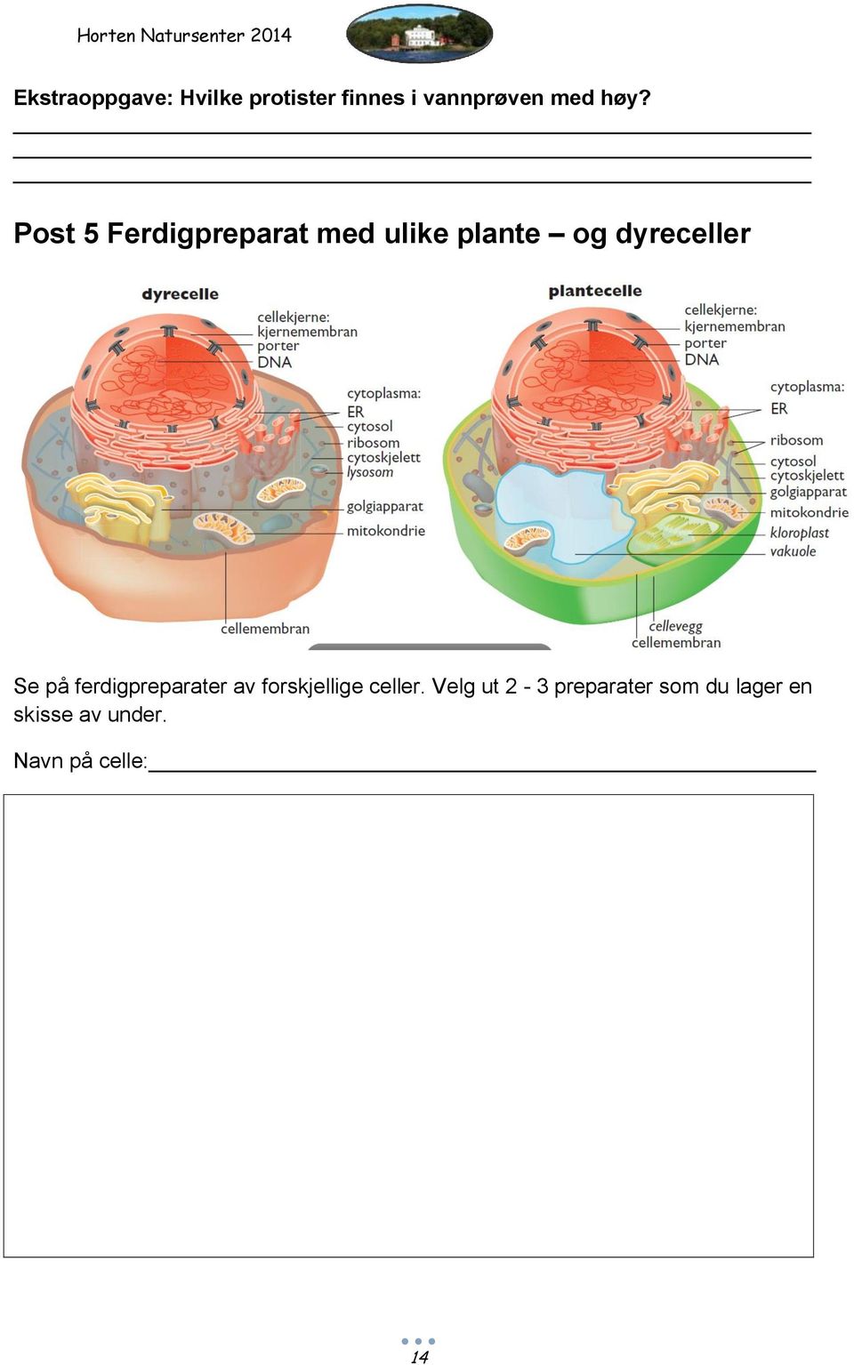 Se på ferdigpreparater av forskjellige celler.