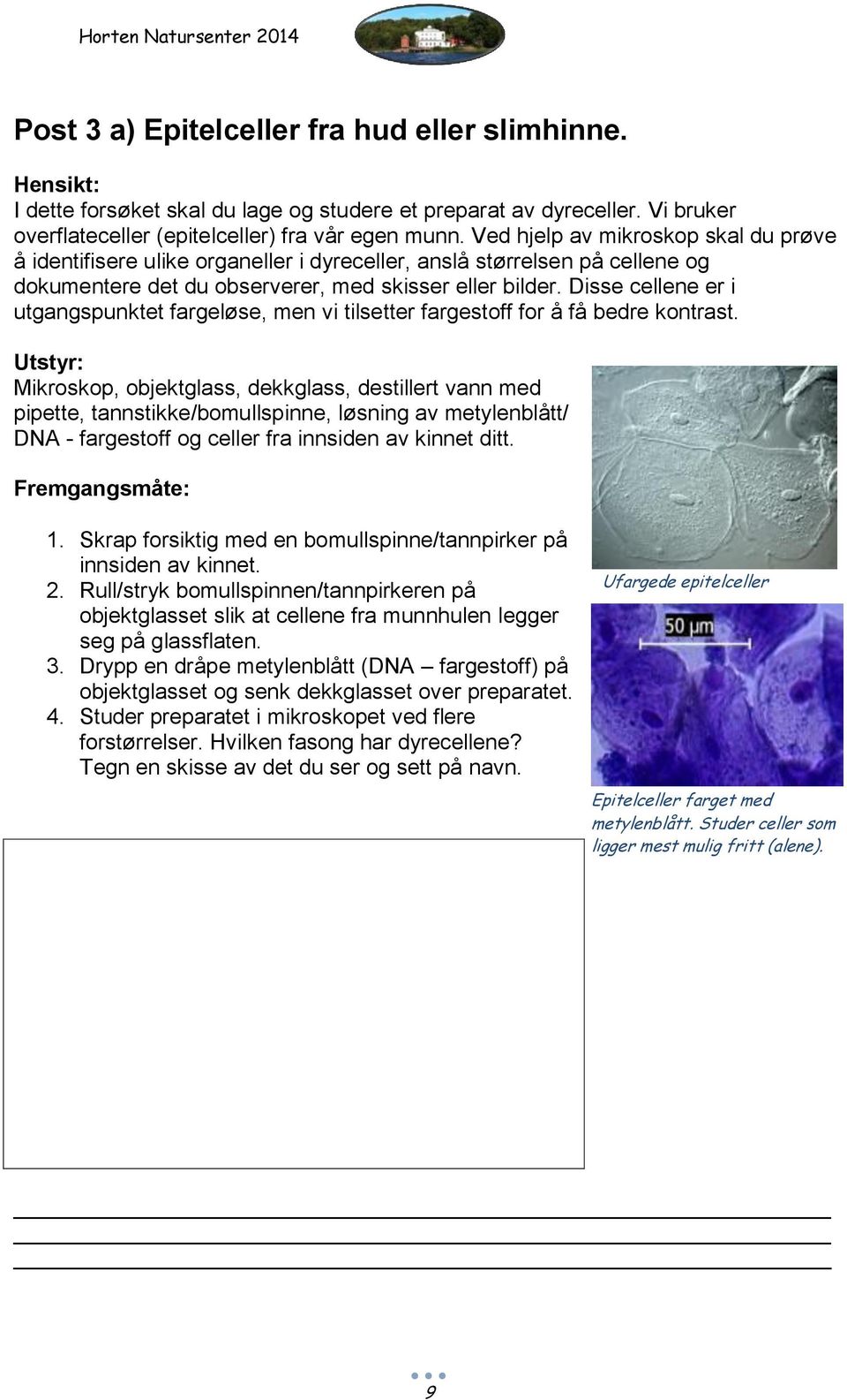 Disse cellene er i utgangspunktet fargeløse, men vi tilsetter fargestoff for å få bedre kontrast.