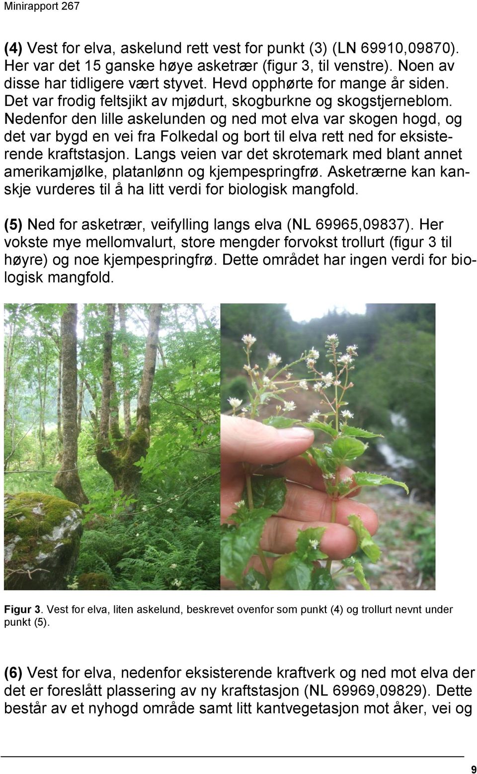 Nedenfor den lille askelunden og ned mot elva var skogen hogd, og det var bygd en vei fra Folkedal og bort til elva rett ned for eksisterende kraftstasjon.