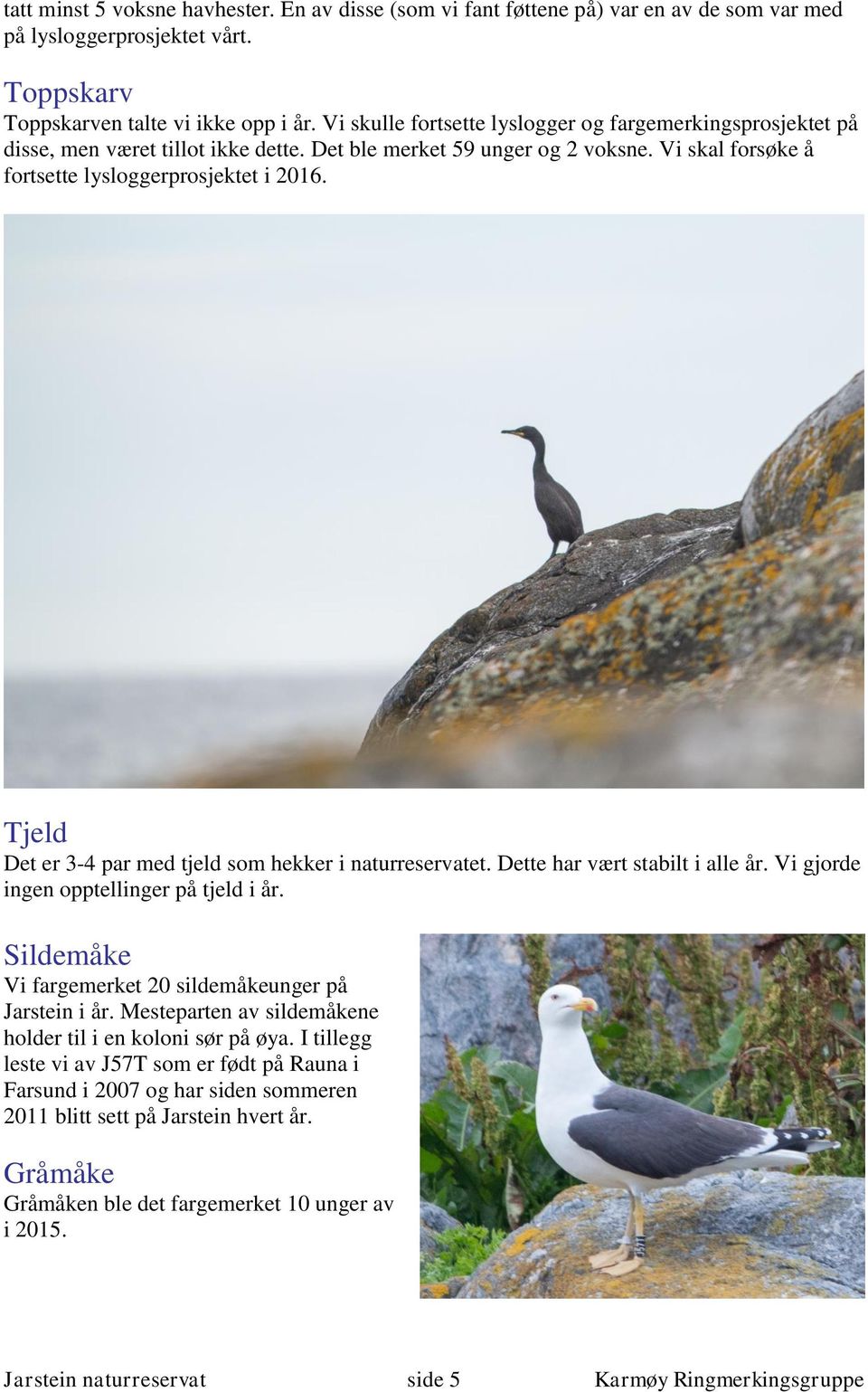 Tjeld Det er 3-4 par med tjeld som hekker i naturreservatet. Dette har vært stabilt i alle år. Vi gjorde ingen opptellinger på tjeld i år. Sildemåke Vi fargemerket 20 sildemåkeunger på Jarstein i år.