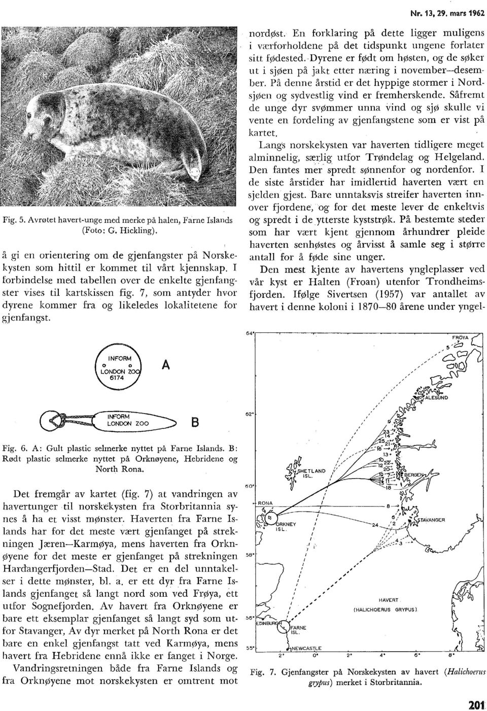 A: Gut pastic semerke nyttet på Farne Isands. B: Rødt pastic semerke nyttet på Orknøyene, Hebridene og North Rona. Det fremgår av kartet (fig. 7) at vandringen av havertunger.