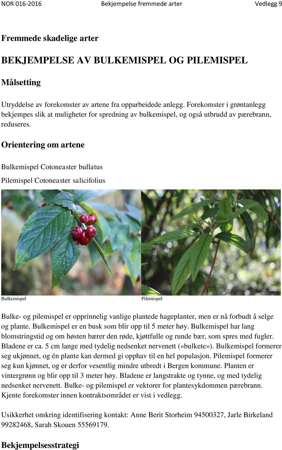 Orientering om artene Bulkemispel Cotoneaster bullatus Pilemispel Cotoneaster salicifolius Bulkemispel Pilemispel Bulke- og pilemispel er opprinnelig vanlige plantede hageplanter, men er nå forbudt å