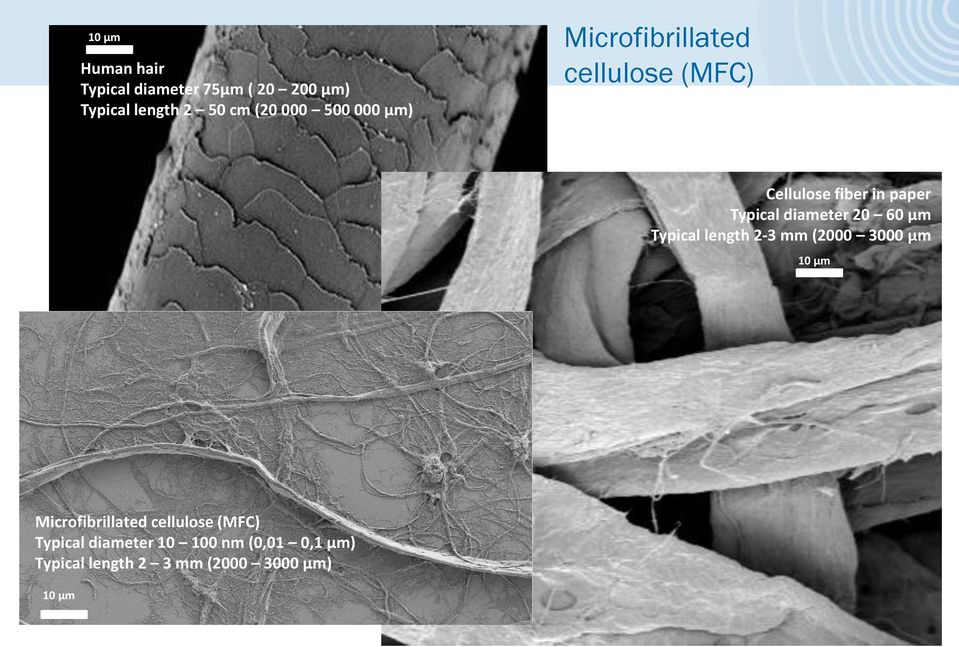 mm (2000 3000 µm 10 µm Microfibrillated cellulose (MFC) Typical MFC diameter 10 100 nm (0,01 0,1 µm)