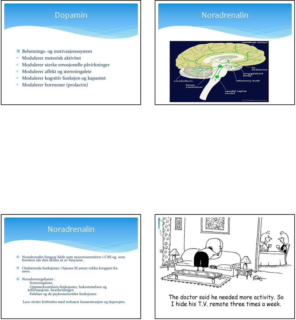 som hormon når den skilles ut av binyrene. Omfattende funksjoner i hjenen bl.annet vekke kroppen fra søvn. Noradrenergebaner : Stemningsleiet.