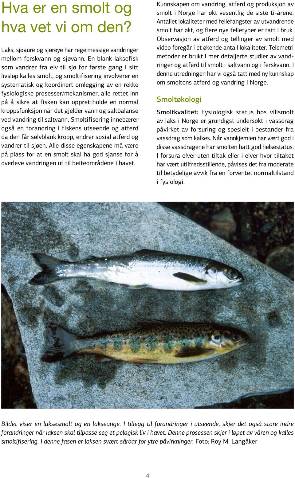 prosesser/mekanismer, alle rettet inn på å sikre at fisken kan opprettholde en normal kroppsfunksjon når det gjelder vann og saltbalanse ved vandring til saltvann.