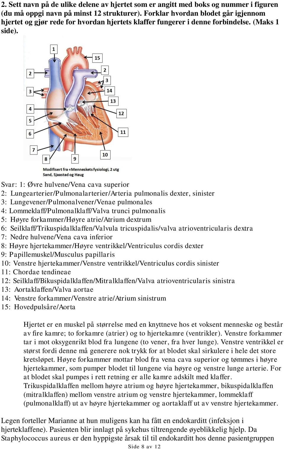Svar: 1: Øvre hulvene/vena cava superior 2: Lungearterier/Pulmonalarterier/Arteria pulmonalis dexter, sinister 3: Lungevener/Pulmonalvener/Venae pulmonales 4: Lommeklaff/Pulmonalklaff/Valva trunci
