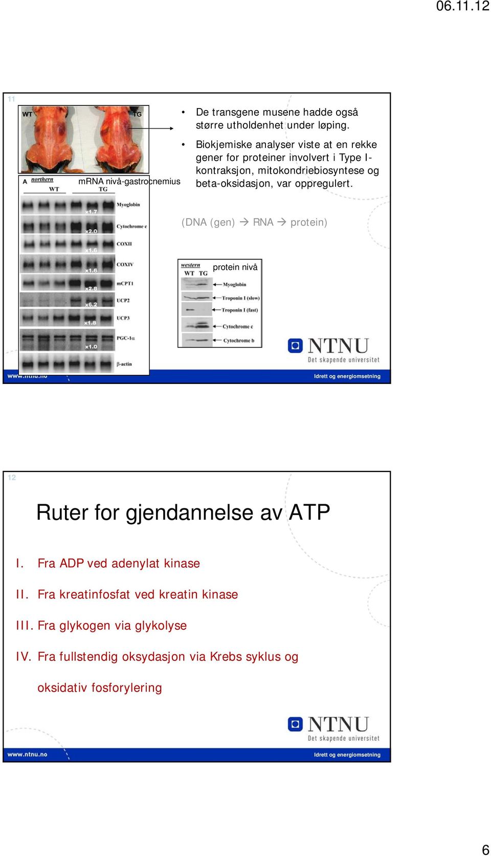 beta-oksidasjon, var oppregulert. (DNA (gen) RNA protein) protein nivå 12 Ruter for gjendannelse av ATP I.