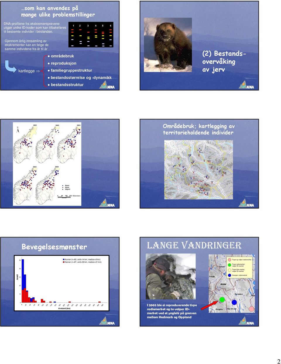bestandsstruktur (2) Bestandsovervåking av jerv Områdebruk; kartlegging av territorieholdende individer Bevegelsesmønster LANGE VANDRINGER 50 Hunner (n=60, snitt=14 km, median=8 km) Hanner (n=67,