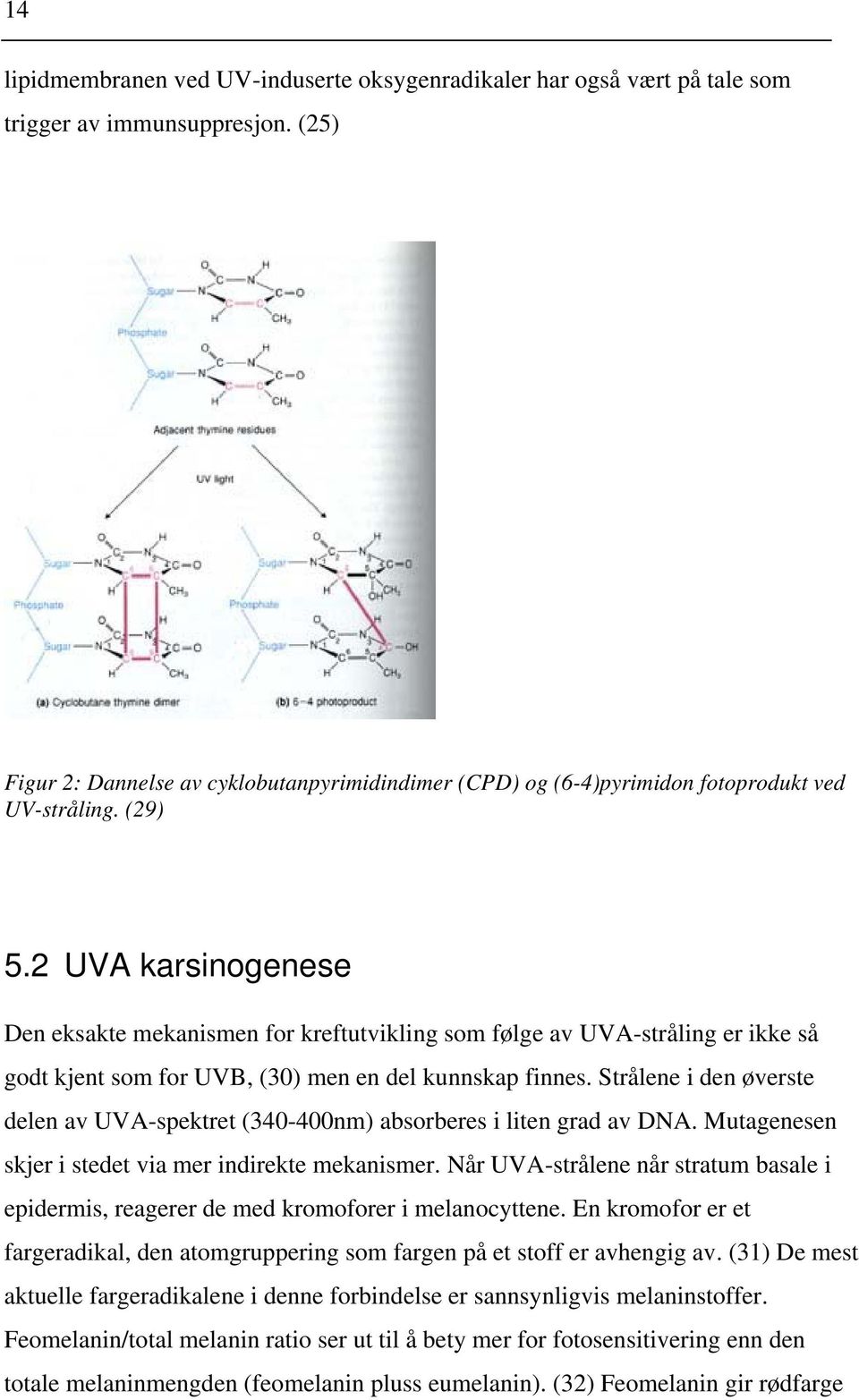 2 UVA karsinogenese Den eksakte mekanismen for kreftutvikling som følge av UVA-stråling er ikke så godt kjent som for UVB, (30) men en del kunnskap finnes.