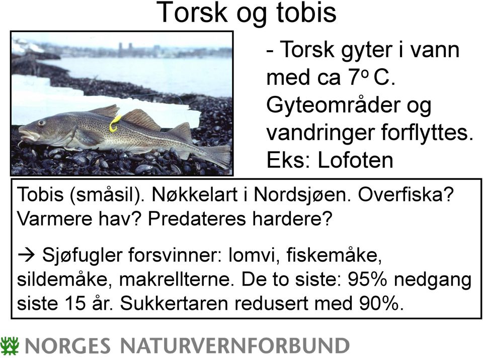 Nøkkelart i Nordsjøen. Overfiska? Varmere hav? Predateres hardere?