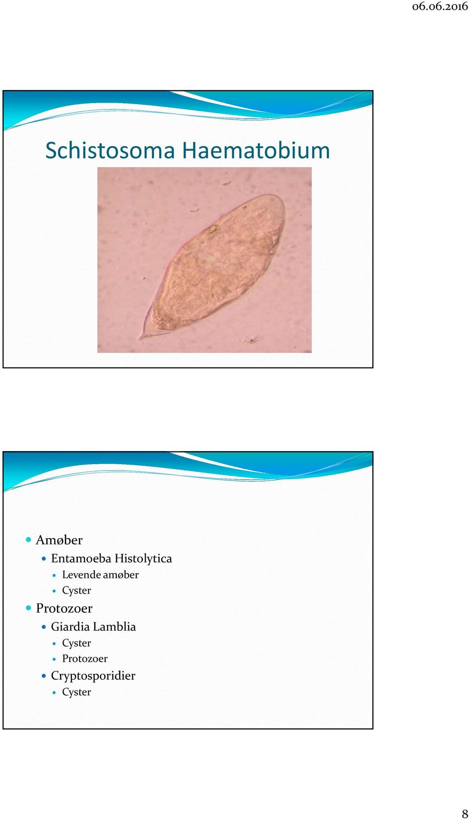 amøber Cyster Protozoer Giardia