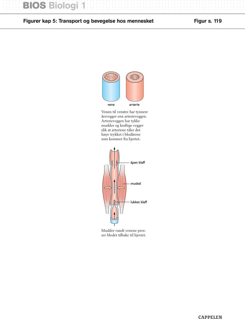 Arterieveggen har tykke muskler og kraftige vegger slik at arteriene tåler det høye