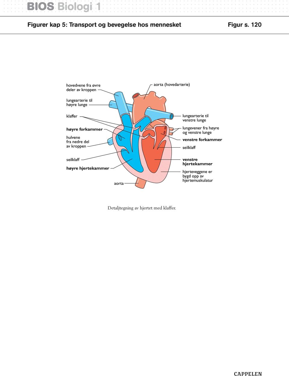 forkammer hulvene fra nedre del av kroppen seilklaff høyre hjertekammer aorta lungearterie til venstre lunge