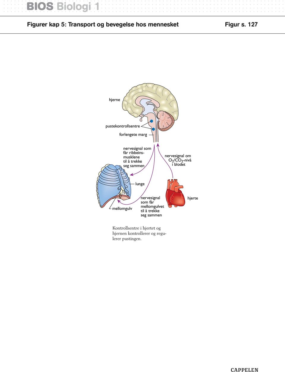 trekke seg sammen nervesignal om O 2 /CO 2 -nivå i blodet lunge mellomgulv nervesignal som