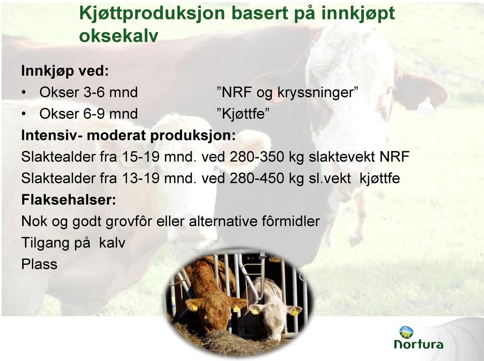 15-19 mnd. ved 280-350 kg slaktevekt NRF Slaktealder fra 13-19 mnd.