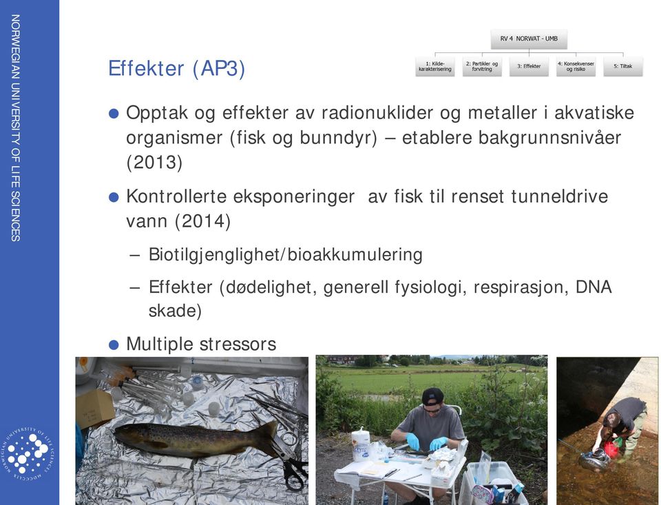 eksponeringer av fisk til renset tunneldrive vann (2014)