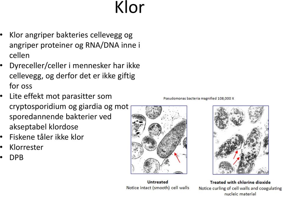 giftig for oss Lite effekt mot parasitter som cryptosporidium og giardia og mot