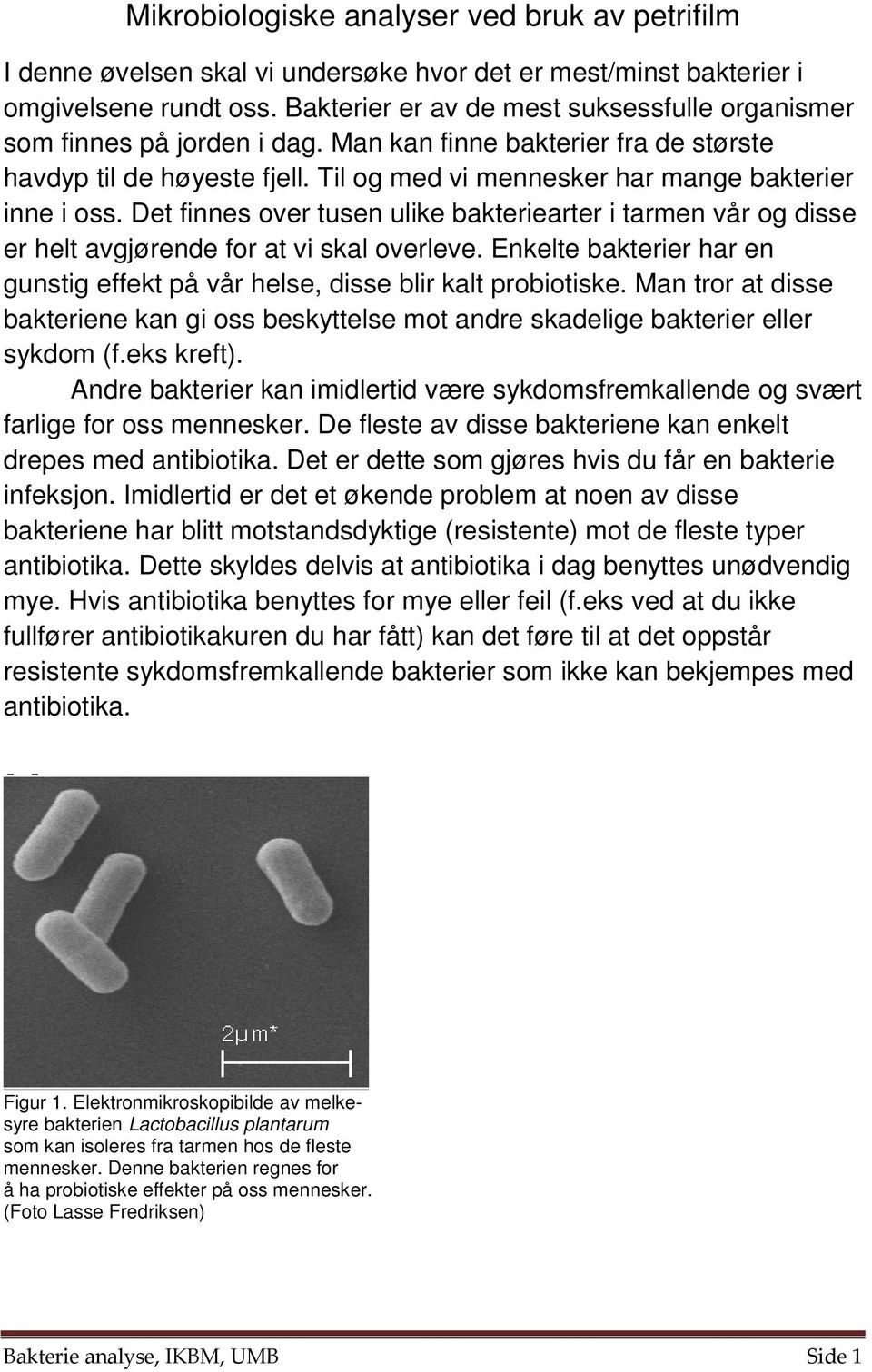 Det finnes over tusen ulike bakteriearter i tarmen vår og disse er helt avgjørende for at vi skal overleve. Enkelte bakterier har en gunstig effekt på vår helse, disse blir kalt probiotiske.