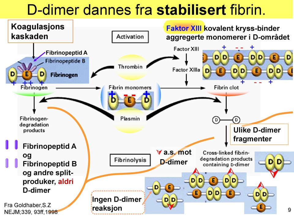 monomerer i D-området + - - + + ++ + + - - + + - - + Fibrinopeptid A og Fibrinopeptid B