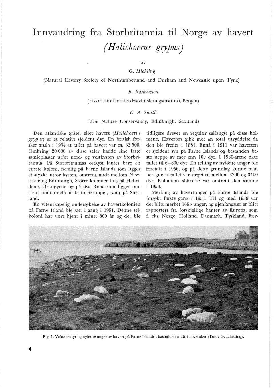 Smith (The Nature Conservancy, Edinburgh, Scotand) Den atantiske gråse eer ha vert (H aichoerus grypus) er et reativt sjedent dyr. En britisk forsker anso i 1954 at taet på havert var ca. 33 500.