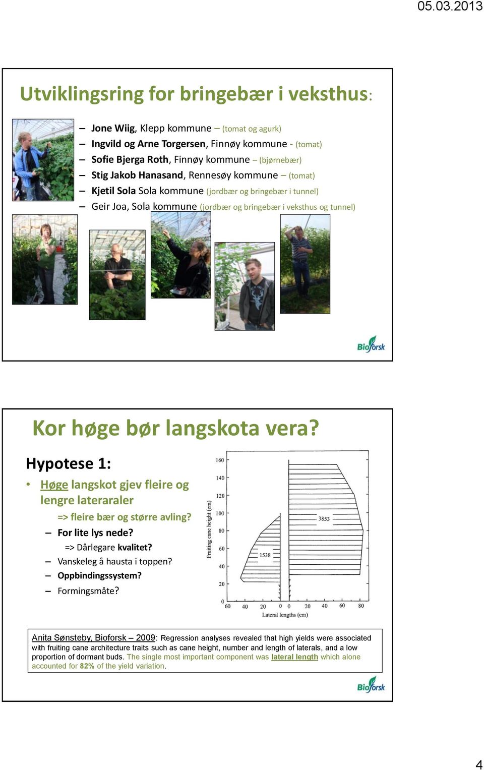 Hypotese 1: Høge langskot gjev fleire og lengre lateraraler => fleire bær og større avling? For lite lys nede? => Dårlegare kvalitet? Vanskeleg å hausta i toppen? Oppbindingssystem? Formingsmåte?