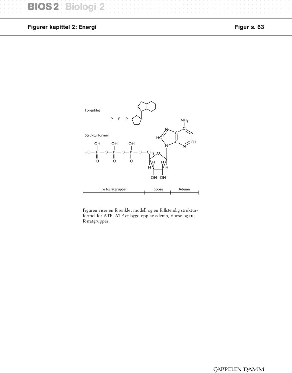 O Tre fosfatgrupper Ribose Adenin Figuren viser en forenklet modell