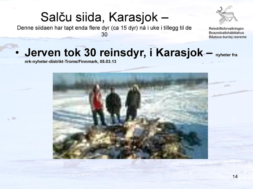 til de 30 Jerven tok 30 reinsdyr, i Karasjok