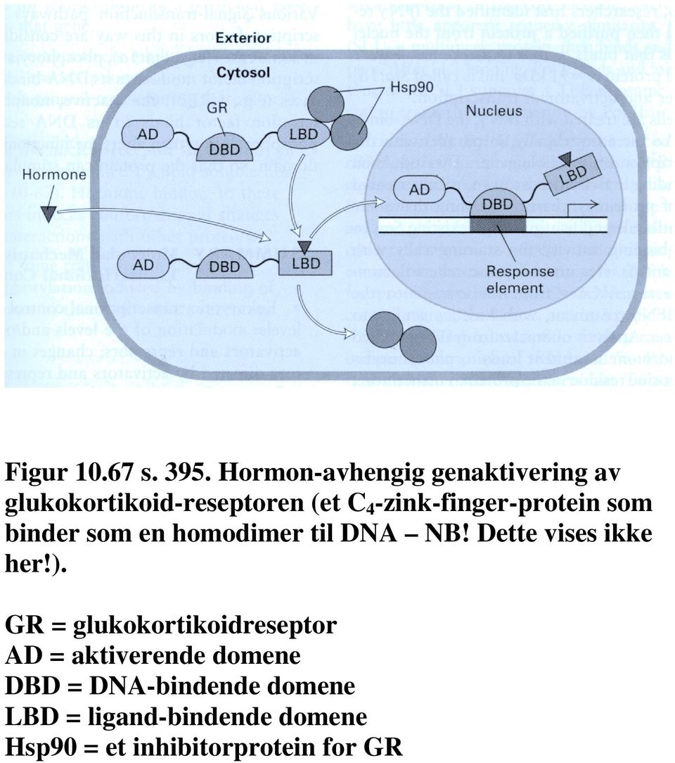 C4-zink-finger-protein som binder som en homodimer til DNA NB!