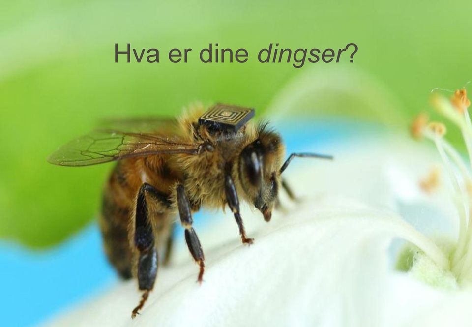 dingser?