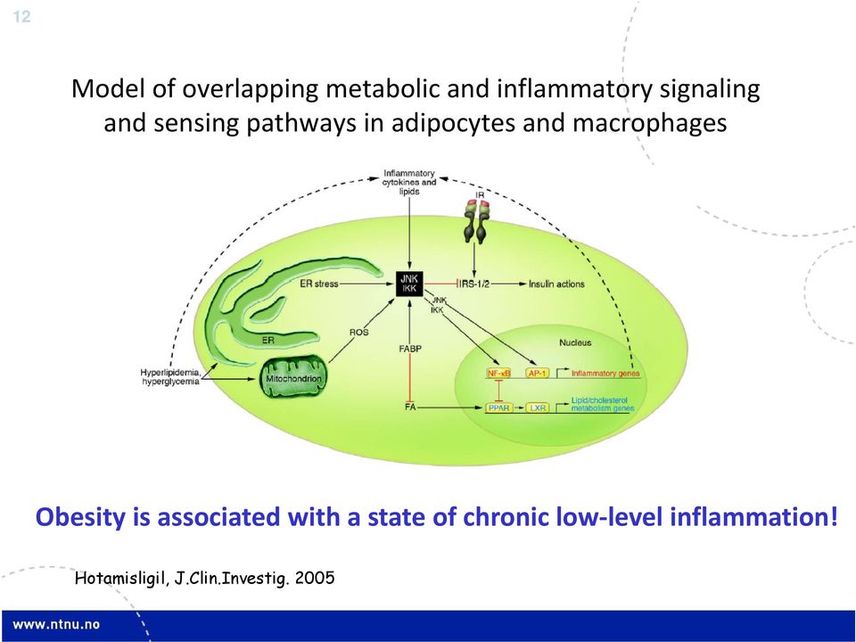 macrophages Obesity is associated with a state of