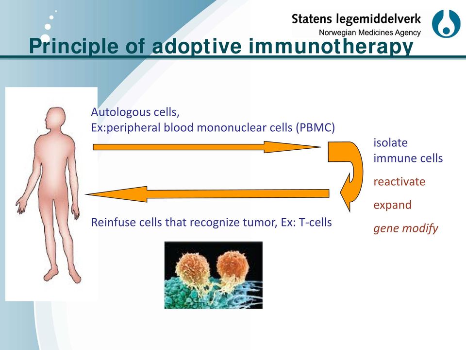 (PBMC) Reinfuse cells that recognize tumor, Ex: