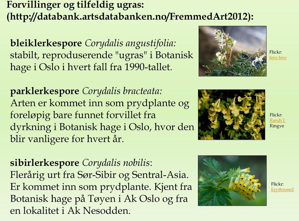parklerkespore Corydalis bracteata: Arten er kommet inn som prydplante og foreløpig bare funnet forvillet fra dyrkning i Botanisk hage i Oslo, hvor den blir