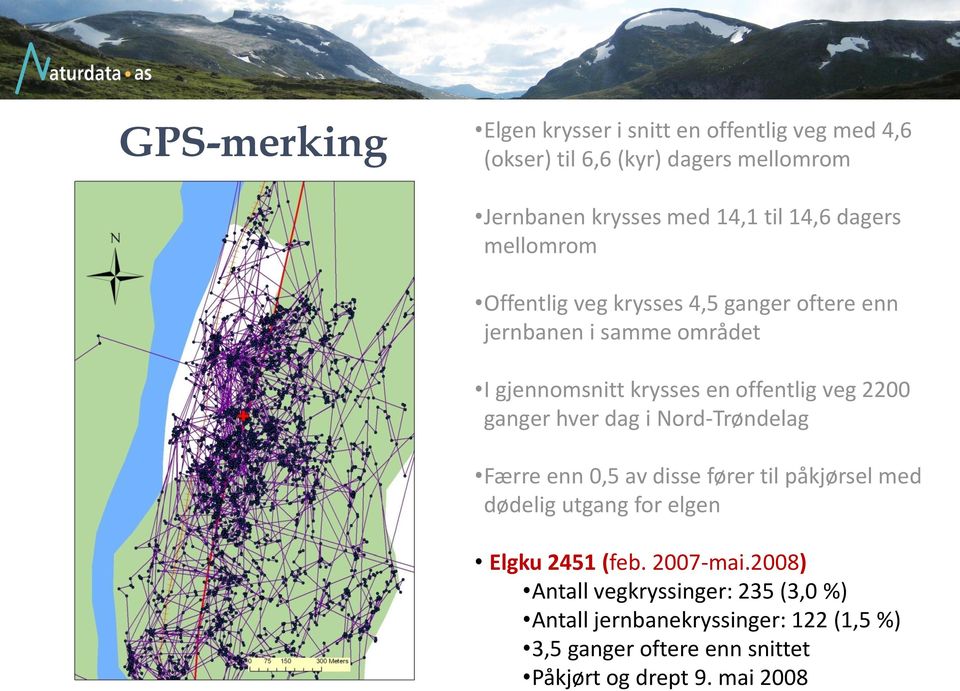 ganger hver dag i Nord-Trøndelag Færre enn 0,5 av disse fører til påkjørsel med dødelig utgang for elgen Elgku 2451 (feb. 2007-mai.