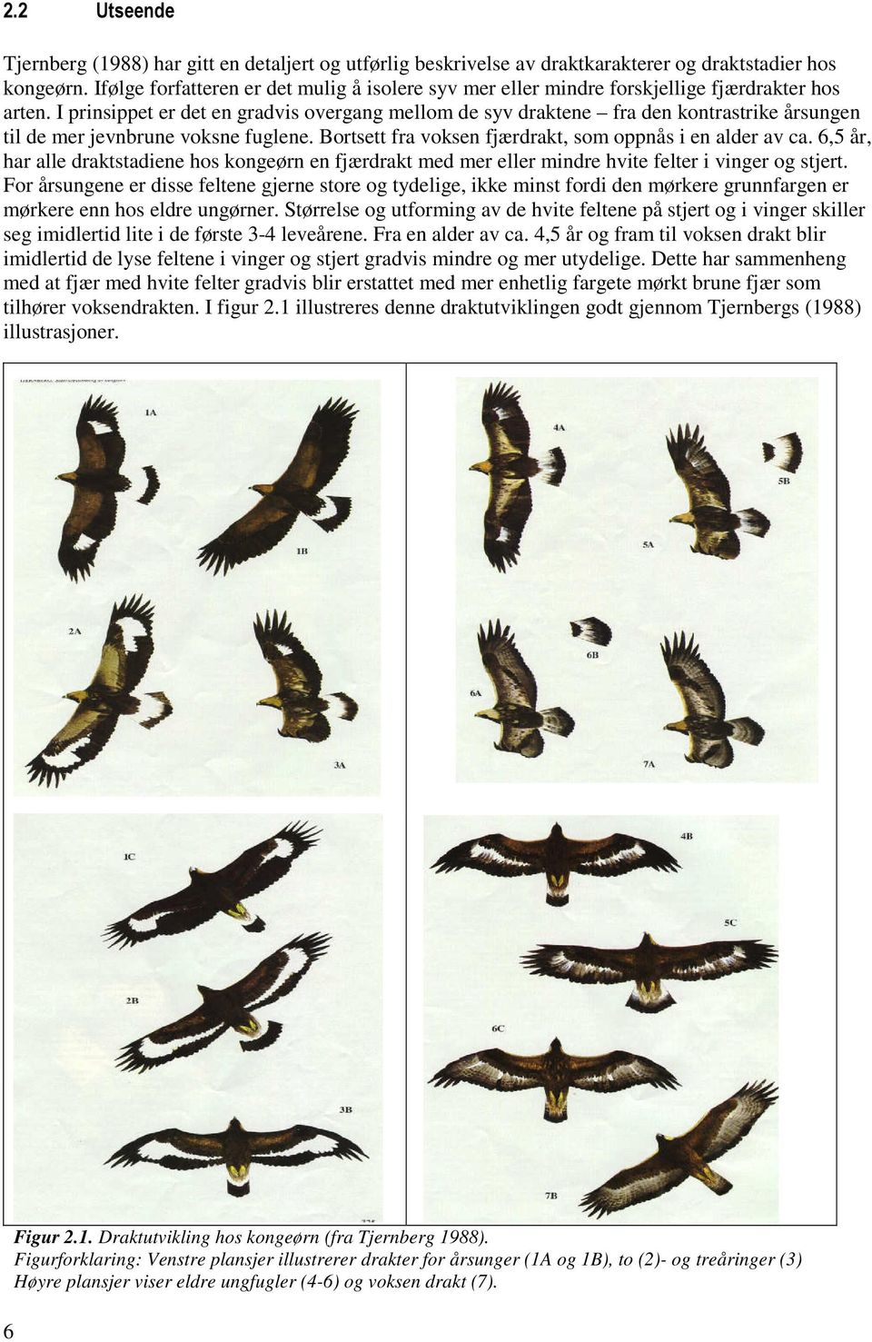 I prinsippet er det en gradvis overgang mellom de syv draktene fra den kontrastrike årsungen til de mer jevnbrune voksne fuglene. Bortsett fra voksen fjærdrakt, som oppnås i en alder av ca.