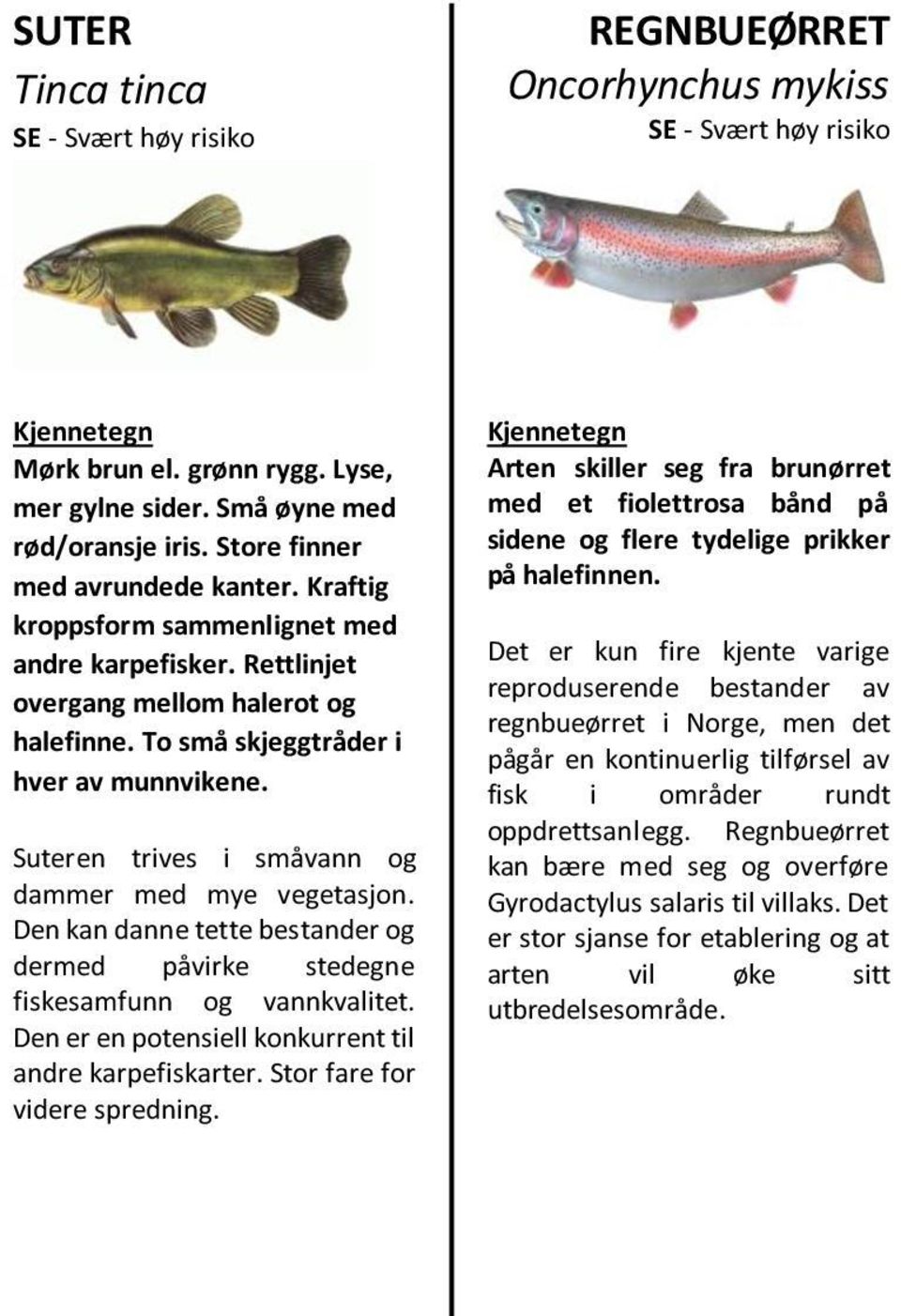 Suteren trives i småvann og dammer med mye vegetasjon. Den kan danne tette bestander og dermed påvirke stedegne fiskesamfunn og vannkvalitet. Den er en potensiell konkurrent til andre karpefiskarter.