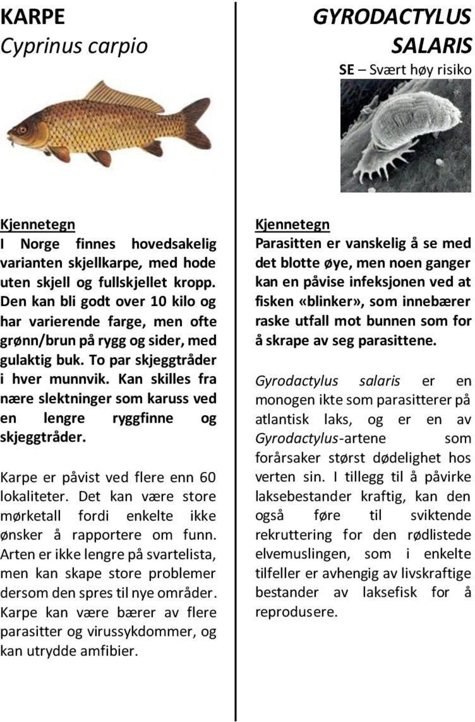 Kan skilles fra nære slektninger som karuss ved en lengre ryggfinne og skjeggtråder. Karpe er påvist ved flere enn 60 lokaliteter.