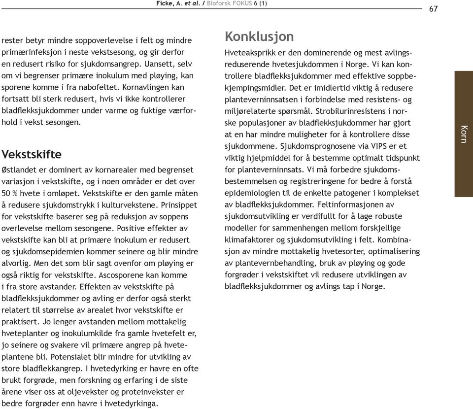 Kornavlingen kan fortsatt bli sterk redusert, hvis vi ikke kontrollerer bladflekksjukdommer under varme og fuktige værforhold i vekst sesongen.