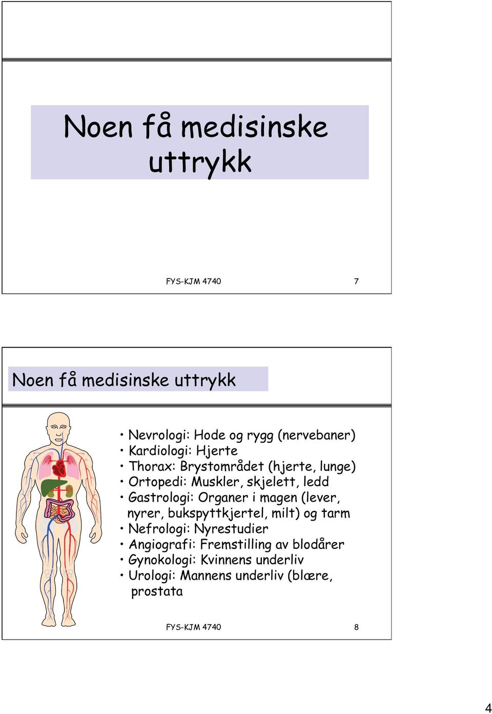 Gastrologi: Organer i magen (lever, nyrer, bukspyttkjertel, milt) og tarm Nefrologi: Nyrestudier