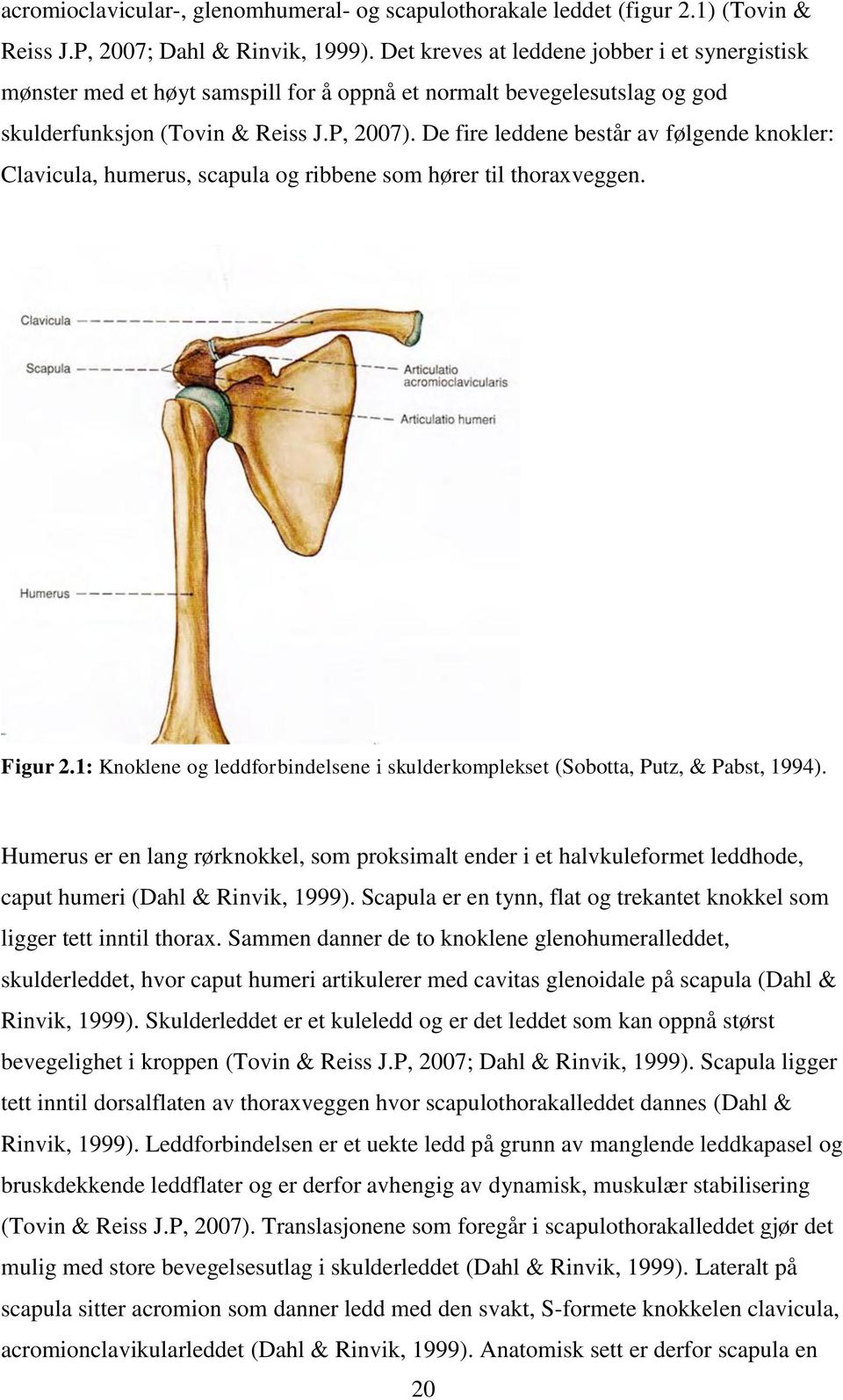 De fire leddene består av følgende knokler: Clavicula, humerus, scapula og ribbene som hører til thoraxveggen. Figur 2.
