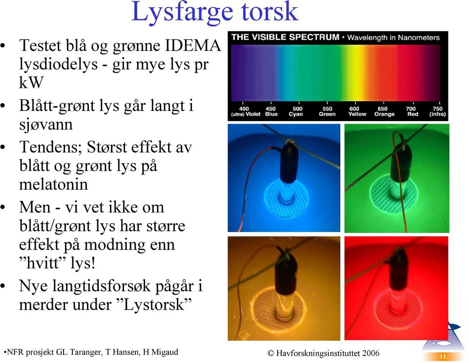 om blått/grønt lys har større effekt på modning enn hvitt lys!