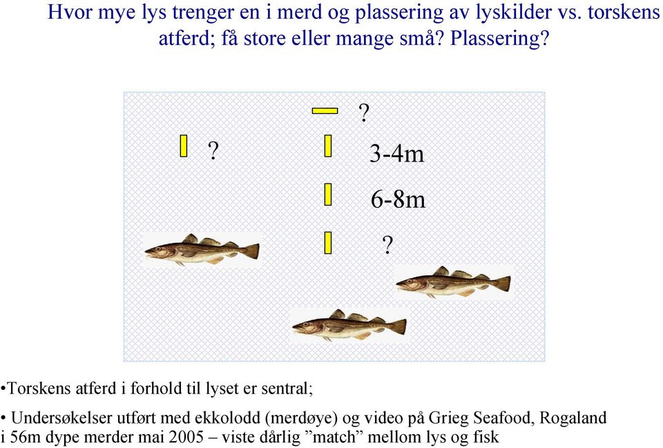 Torskens atferd i forhold til lyset er sentral; Undersøkelser utført med