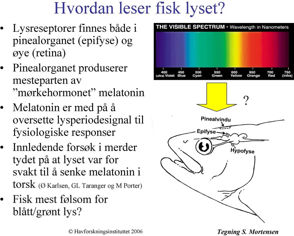 mørkehormonet melatonin Melatonin er med på å oversette lysperiodesignal til fysiologiske responser Innledende