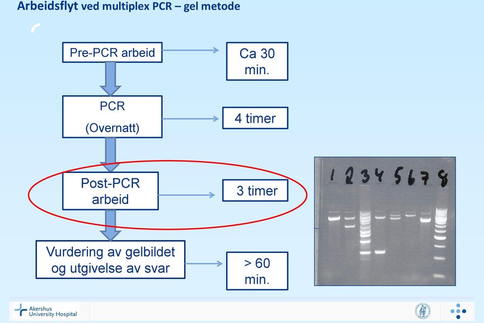 PCR (Overnatt) 4 timer Post-PCR arbeid 3