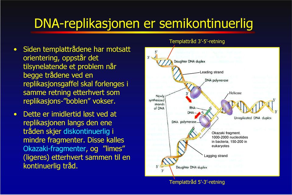 Dette er imidlertid løst ved at replikasjonen langs den ene tråden skjer diskontinuerlig i mindre fragmenter.