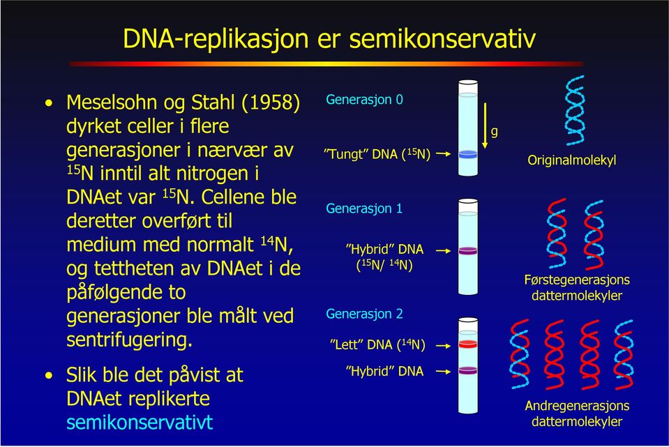 Cellene ble deretter overført til medium med normalt 14 N, og tettheten av DNAet i de påfølgende to generasjoner ble målt ved