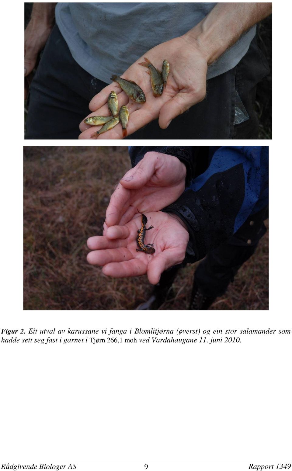 (øverst) og ein stor salamander som hadde sett