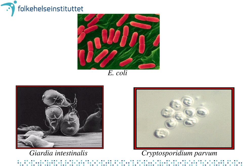 intestinalis